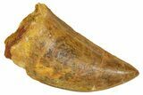Carcharodontosaurus Tooth - Real Dinosaur Tooth #372291-1